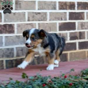 Lori, Miniature Australian Shepherd Puppy