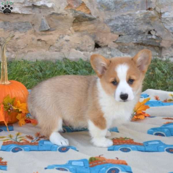 Louie, Pembroke Welsh Corgi Puppy