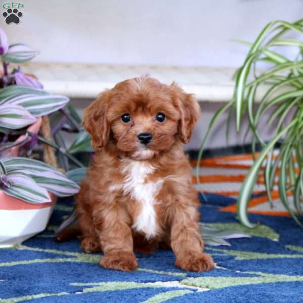 Loyal, Cavapoo Puppy