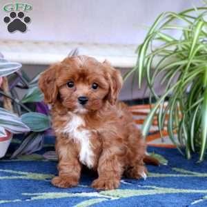 Loyal, Cavapoo Puppy