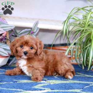 Loyal, Cavapoo Puppy