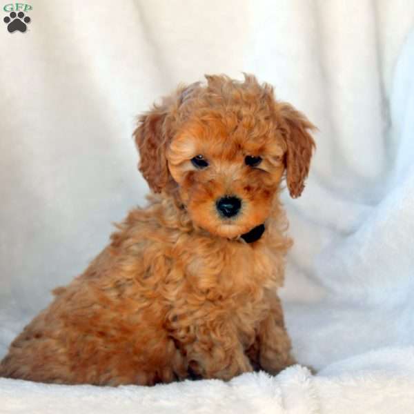 Luca, Mini Goldendoodle Puppy