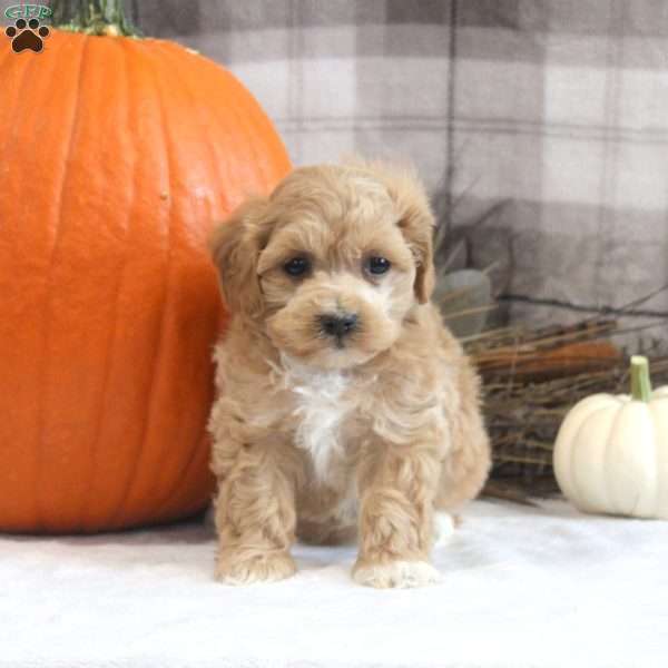 Luca, Maltipoo Puppy