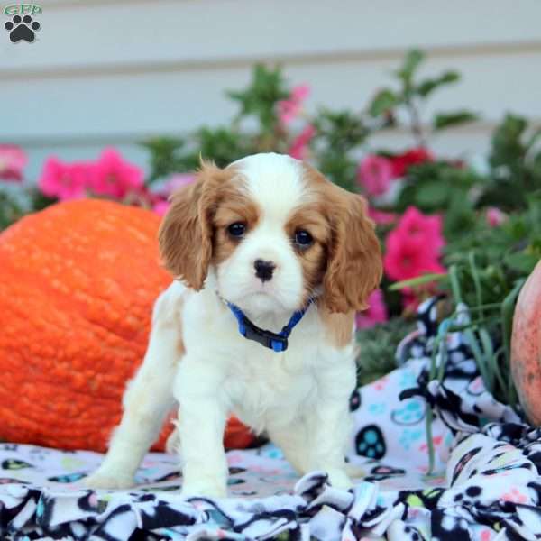 Lucas, Cavalier King Charles Spaniel Puppy