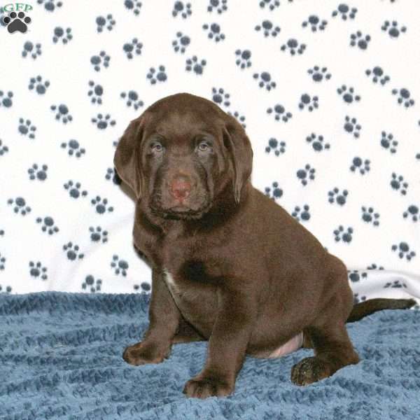 Lucas, Chocolate Labrador Retriever Puppy