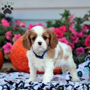 Lucas, Cavalier King Charles Spaniel Puppy