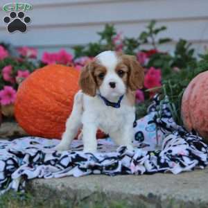 Lucas, Cavalier King Charles Spaniel Puppy