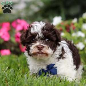 Lucky, Havanese Puppy