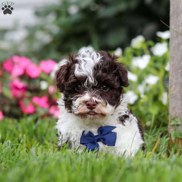 Lucky, Havanese Puppy