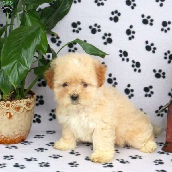 Lucky, Teddy Bear Puppy