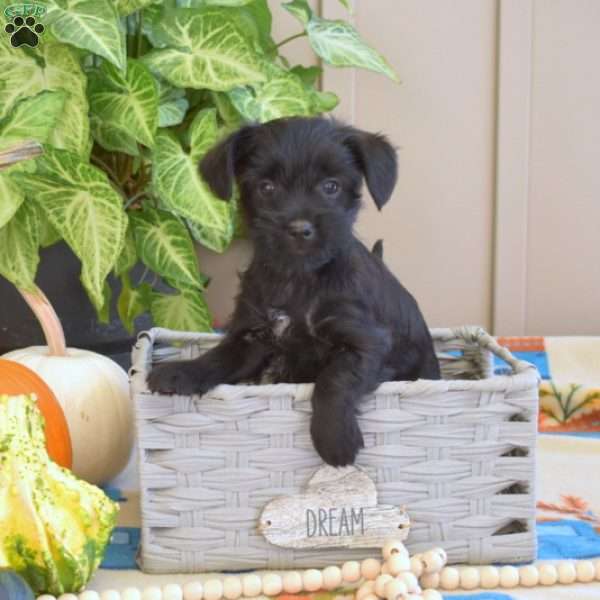 Lucky, Yorkie Poo Puppy