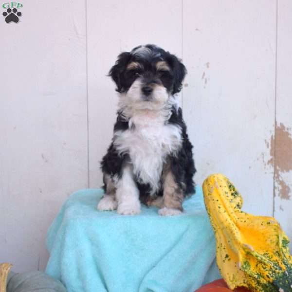 Lucky, Mini Bernedoodle Puppy