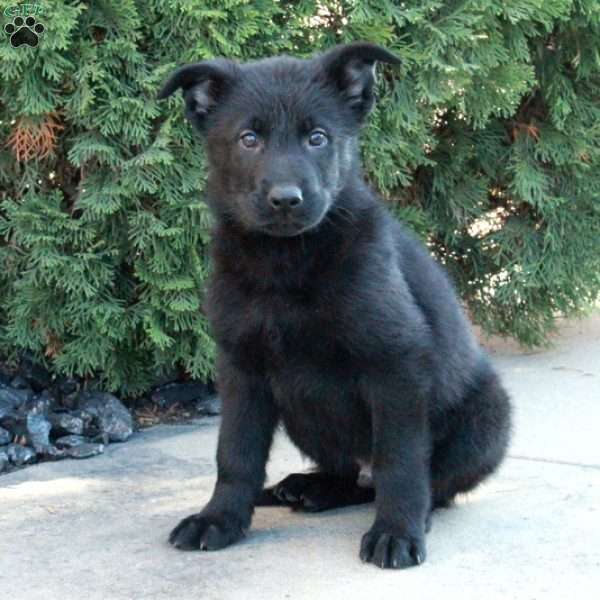 Lucky, German Shepherd Puppy