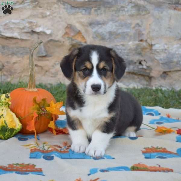 Lucky, Pembroke Welsh Corgi Puppy