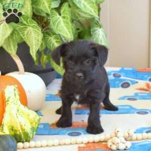 Lucky, Yorkie Poo Puppy