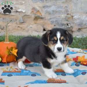 Lucky, Pembroke Welsh Corgi Puppy