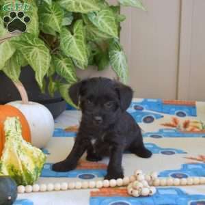 Lucky, Yorkie Poo Puppy