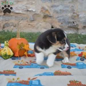 Lucky, Pembroke Welsh Corgi Puppy