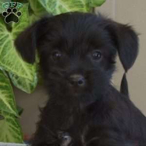 Lucky, Yorkie Poo Puppy