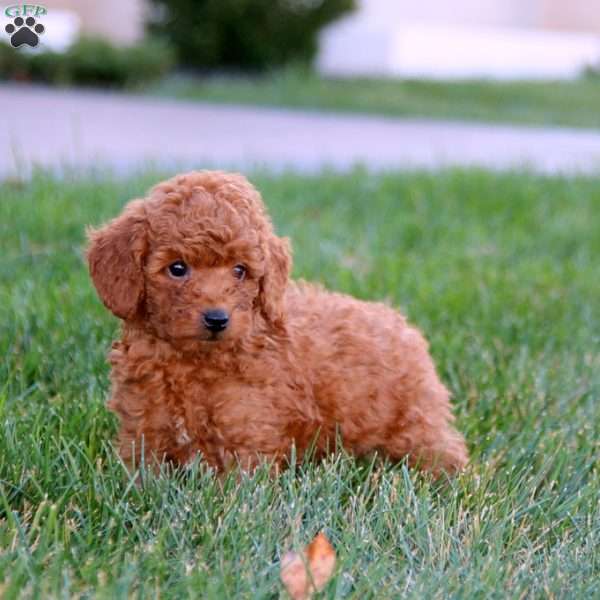 Lucky, Miniature Poodle Puppy