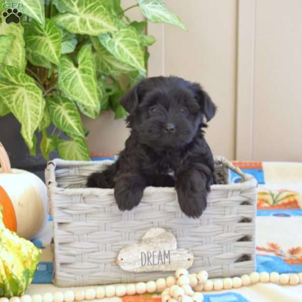 Lucy, Yorkie Poo Puppy