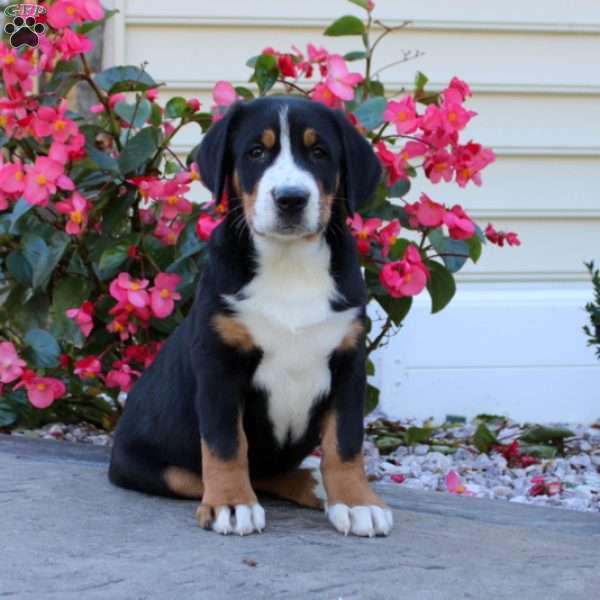 Lucy, Greater Swiss Mountain Dog Puppy