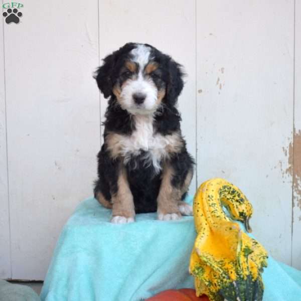 Lucy, Mini Bernedoodle Puppy