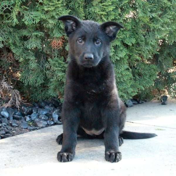 Lucy, German Shepherd Puppy