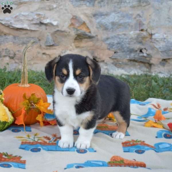 Lucy, Pembroke Welsh Corgi Puppy