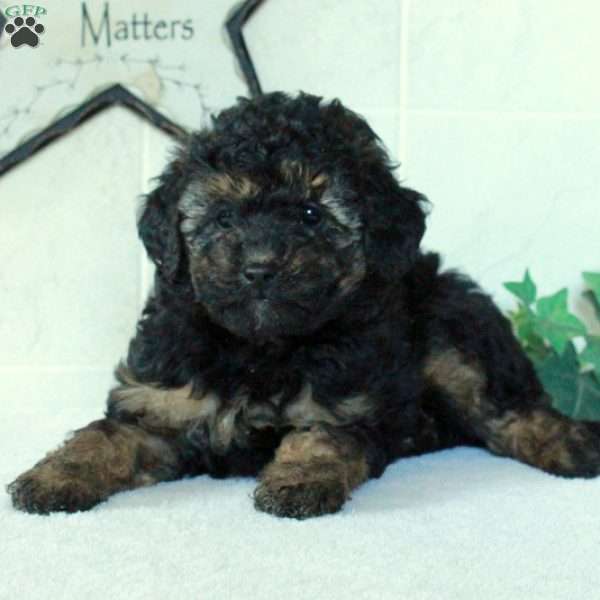 Lucy, Mini Goldendoodle Puppy