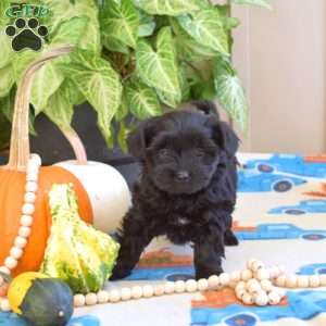 Lucy, Yorkie Poo Puppy