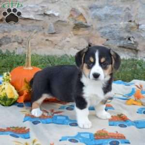 Lucy, Pembroke Welsh Corgi Puppy