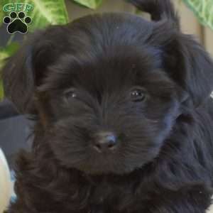 Lucy, Yorkie Poo Puppy