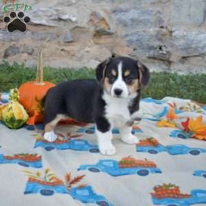 Lucy, Pembroke Welsh Corgi Puppy