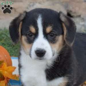 Lucy, Pembroke Welsh Corgi Puppy