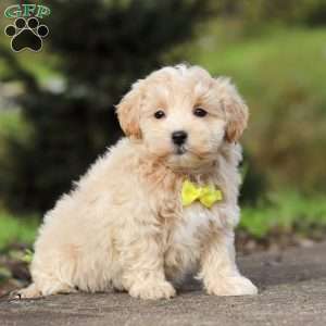 Luke, Maltipoo Puppy