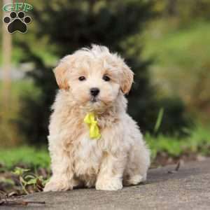 Luke, Maltipoo Puppy