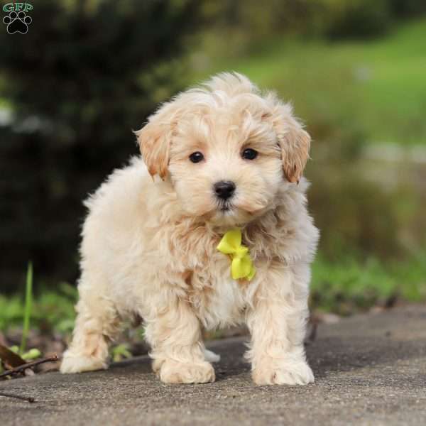 Luke, Maltipoo Puppy