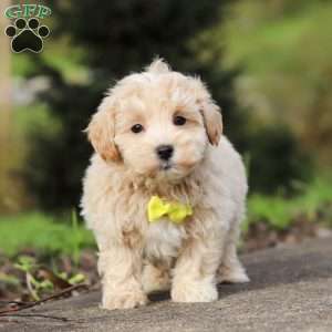 Luke, Maltipoo Puppy