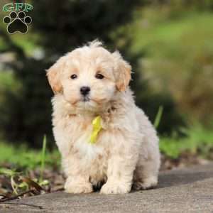 Luke, Maltipoo Puppy