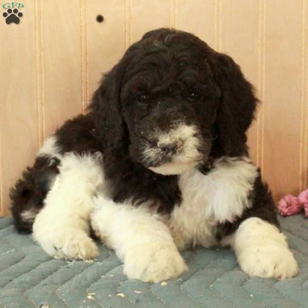 Luke, Standard Poodle Puppy