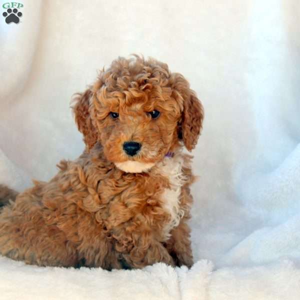 Luke, Mini Goldendoodle Puppy