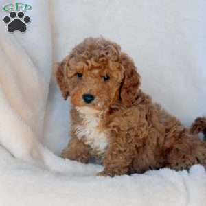 Luke, Mini Goldendoodle Puppy