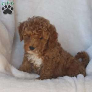 Luke, Mini Goldendoodle Puppy