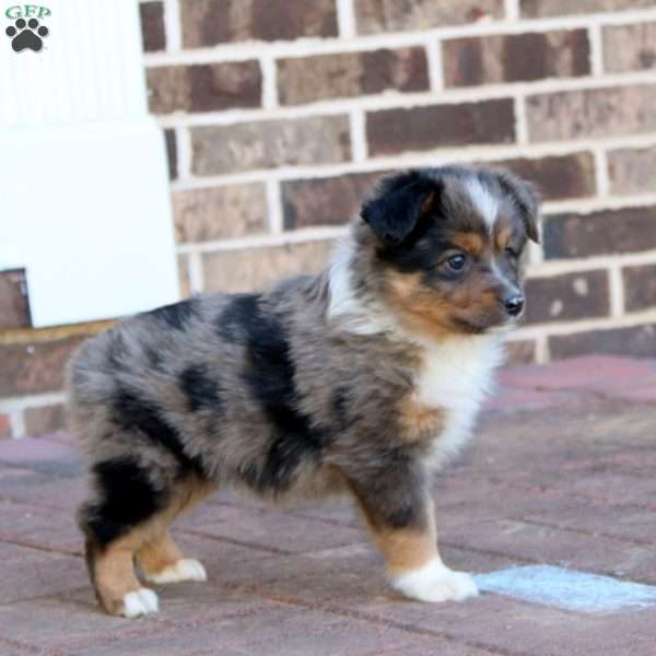 Luke, Miniature Australian Shepherd Puppy