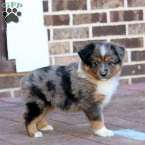 Luke, Miniature Australian Shepherd Puppy