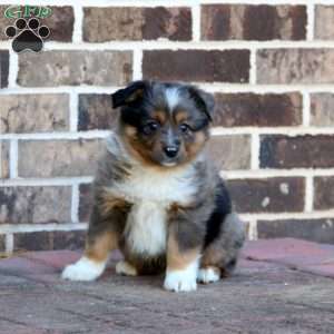 Luke, Miniature Australian Shepherd Puppy