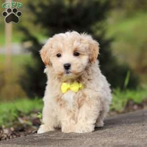 Luke, Maltipoo Puppy