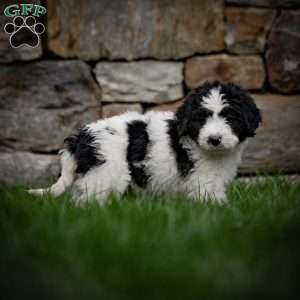 Lulu, Mini Bernedoodle Puppy