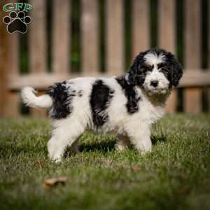 Lulu, Mini Bernedoodle Puppy